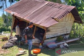 Gajah kembali mengamuk di Sungai Mas Aceh Barat, gubuk ikut dirusak
