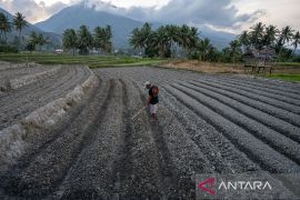 Bantuan benih antisipasi dampak El Nino Page 1 Small