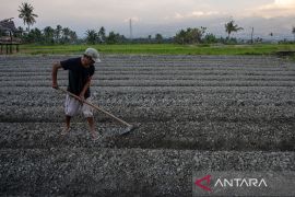 Bantuan benih antisipasi dampak El Nino Page 2 Small