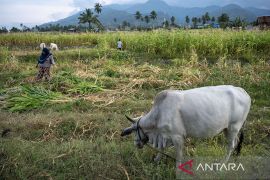 Pemanfaatan sisa tanaman jagung untuk pakan ternak Page 1 Small