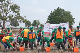 Kilang Pertamina Plaju tanam 7.800 mangrove di Sungsang Banyuasin