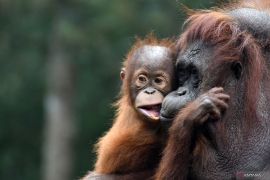 Orangutan population up in Sebangau National Park
