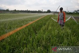 Penambahan 500 ribu hektare lahan tanam padi Page 2 Small