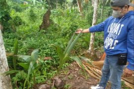 Pengadaan kelapa DKPP Meranti diduga tak sesuai spesifikasi, benih bersertifikat dibeli murah