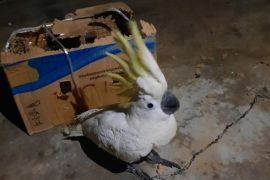 BKSDA Maluku amankan satu ekor burung kakaktua jambul kuning di Saumlaki