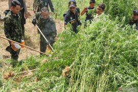 BNN musnahkan 1,2 hektare ladang ganja hasil temuan pesawat BRIN
