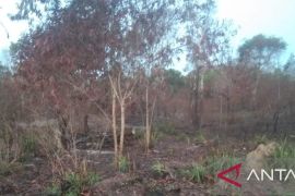 BPBD duga ada kesengajaan pembakaran lahan pada karhutla di Belitung