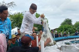 Pemkab Bangka Tengah kembangkan tambak udang vaname skala rakyat