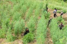 Operasi lanjutan pemusnahan ladang ganja Aceh Page 1 Small