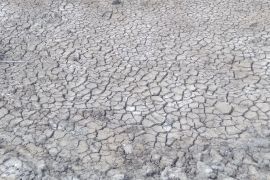 Dinas: Lebih dari 1.000 hektare sawah di Karawang alami kekeringan