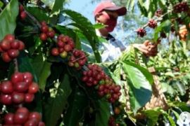 Pemkab Dairi konsisten kembalikan kejayaan Kopi Sidikalang