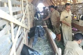 Pemkab Kudus lanjutkan vaksinasi PMK