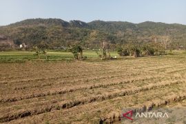 Puncak kemarau, DKPP sebut lahan pertanian di Bantul masih aman dari kekeringan