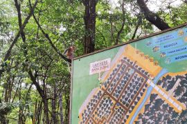 Menengok bekantan dan potensi pariwisata Kalimantan Utara