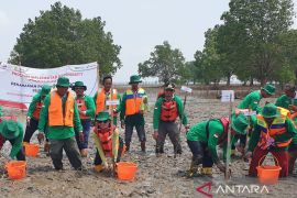 PTKPI berjuang tanam mangrove kado HUT RI Page 6 Small