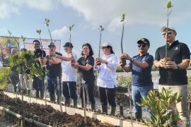 Maybank Indonesia tanam 2.000 bibit mangrove di Benoa