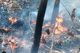 Hati-hati buang puntung rokok di lahan tanaman kering