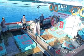 Perairan Teluk Cenderawasih kaya potensi ikan tuna Yellow Fins