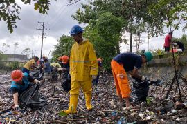 PLN Maluku tanam mangrove di kawasan hutan bakau  Ambon