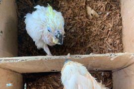 BKSDA Maluku Resort Piru amankan 24 satwa dilindungi