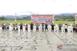 Realisasi produksi padi Kalbar capai 896.626 ton