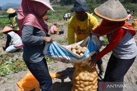 Panen kentang untuk bahan keripik di Magetan