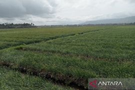 Luas tanam bawang merah di Bantul mencapai 1.360 Ha