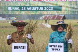 Areal persawahan siap panen di Tabalong capai 2.415 hektare