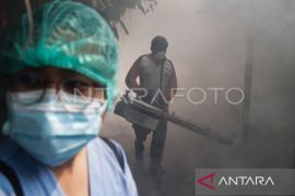 Kaltim kemarin, PLN ke IKN hingga kasus DBD 3.152 orang