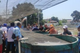 Pemkab Probolinggo kembangkan budidaya udang vaname sistem Bumi Kraksaan