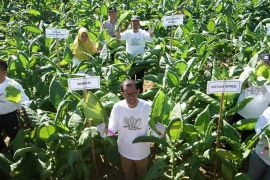 Pemkab Magetan intensif tingkatkan mutu tanaman tembakau lokal
