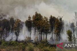 Lahan gambut seluas lima hektare di Belitung hangus terbakar