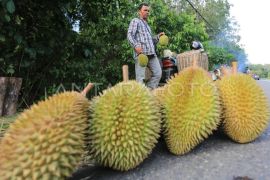 Rayakan kemerdekaan dengan pesta durian - Video
