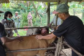Karantina Pertanian Batam ambil sampel darah sapi cegah HPHK