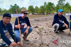 HNSI Bangka tanam dua ribuan bibit bakau di kawasan pesisir