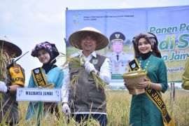 Pemkot Jambi jamin hasil tanam padi dengan benih unggul bermutu