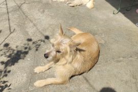 PDHI Lampung mengajak masyarakat cek kesehatan HPR rutin cegah rabies