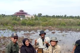 Mahasiswa internasional tanam mangrove di Pangkalan Susu