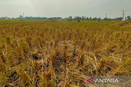 Produksi beras di Kabupaten Cirebon hingga Juli surplus 84 ribu ton