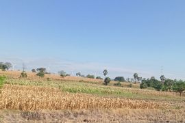 Petani Sulsel tanam palawija hadapi dampak El Nino