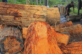 Pengolahan tepung sagu
