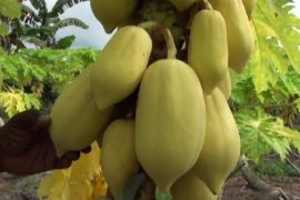 Cegah karhutla, warga Palangka Raya diminta gencarkan gerakan PLTB