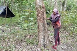 DKP3 Balangan: Turunnya harga karet karena kualitas dan wabah penyakit