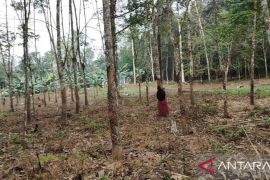 Petani karet keluhkan harga murah dan produksi sedikit lantaran kemarau