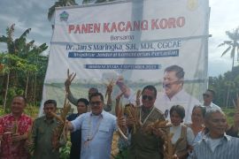 Kementerian Pertanian  perkenalkan kacang Koro sebagai substitusi kedelai