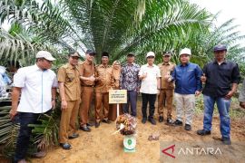 Petani mitra PTPN V Rokan Hilir semringah panen perdana