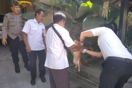 Distan Mataram memvaksinasi 1.500 ekor anjing antisipasi rabies