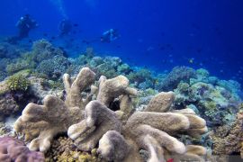 Menikmati keindahan bawah laut Pulau Tomia Wakatobi Page 2 Small