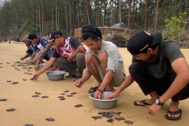BKSDA Kalbar lepas liar 179 tukik jenis penyu sisik di Paloh