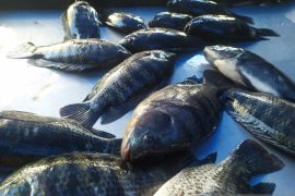 Ibu hamil dan menyusui dianjurkan konsumsi protein hewani cegah stunting pada anak